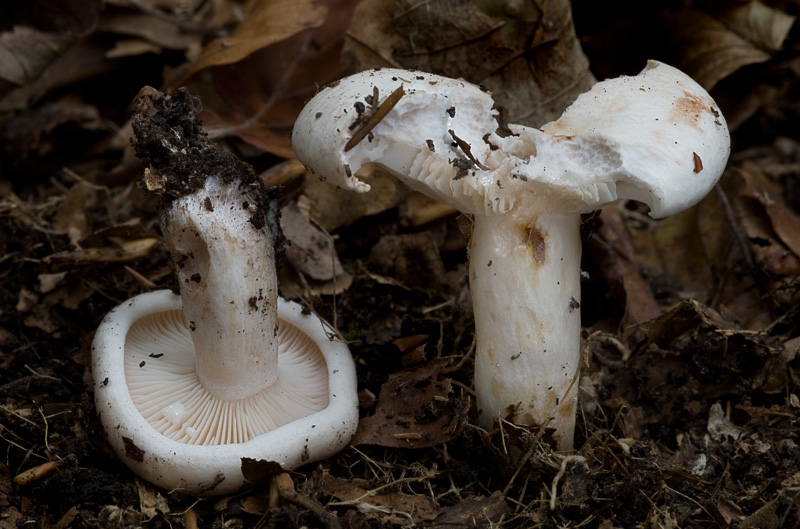 Lactarius pallidus